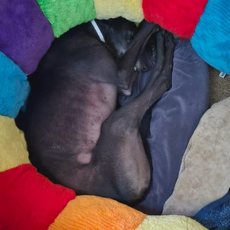 A greyhound