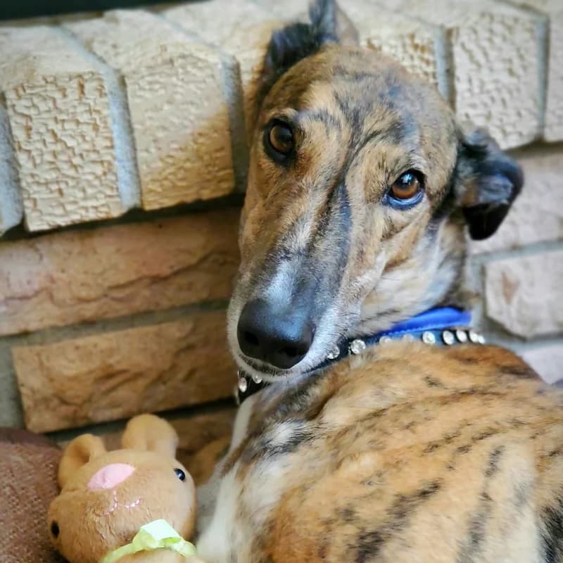 A greyhound