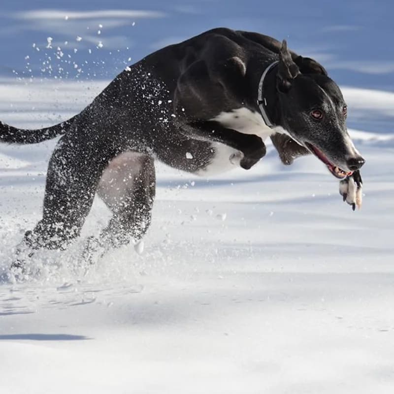 A greyhound
