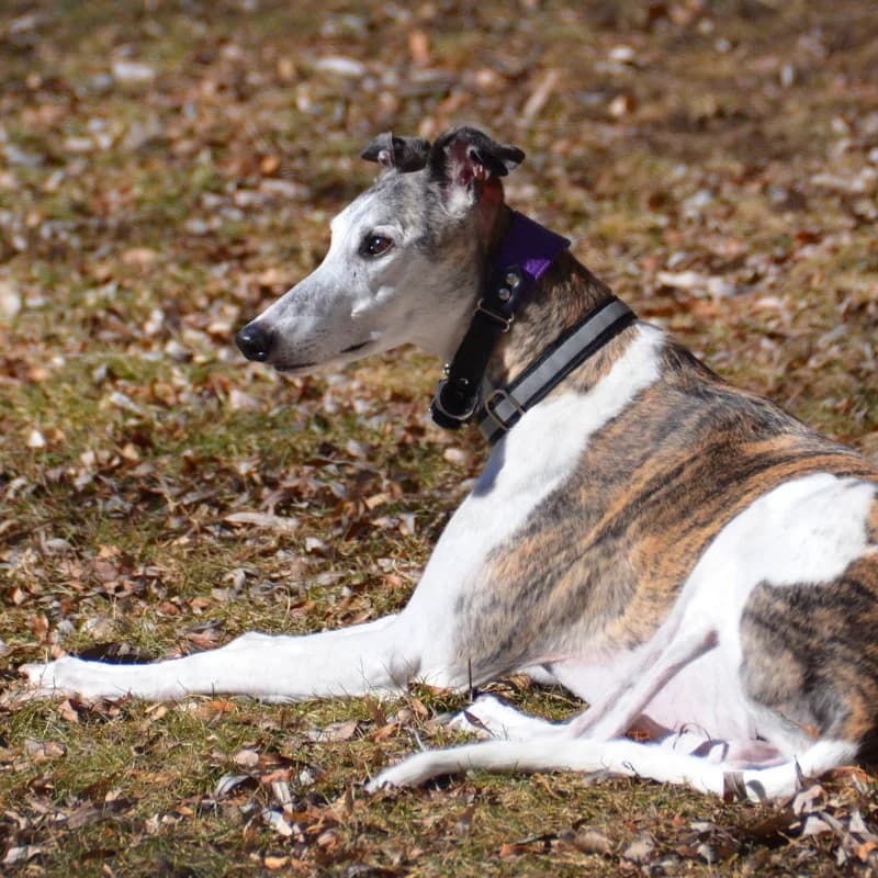 A greyhound