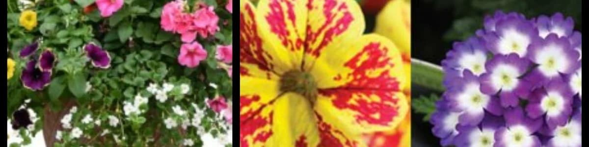 Spring Plant Sale
