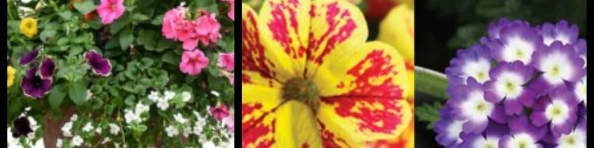 Spring Plant Sale Pick-up