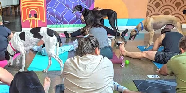 Greyhound Yoga with Namaste and Play